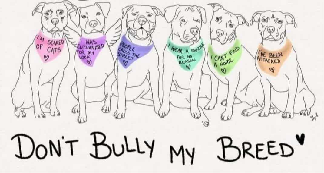 Don’t bully my breed mugs 11 oz